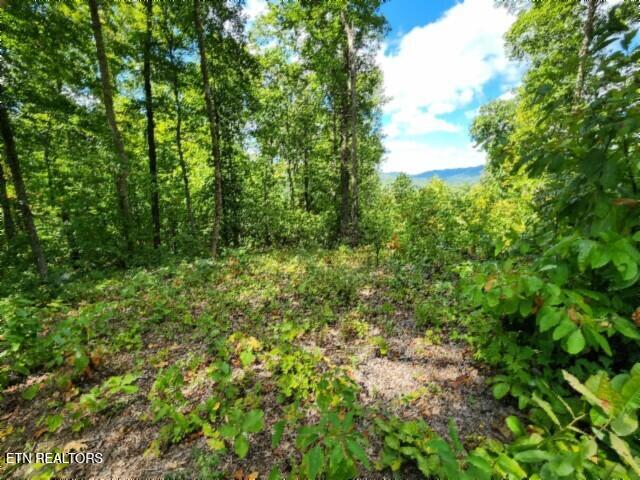 14.34-ac Tomahawk Road Jamestown, TN 38556 - Photo 24 of 42 20250826_110118