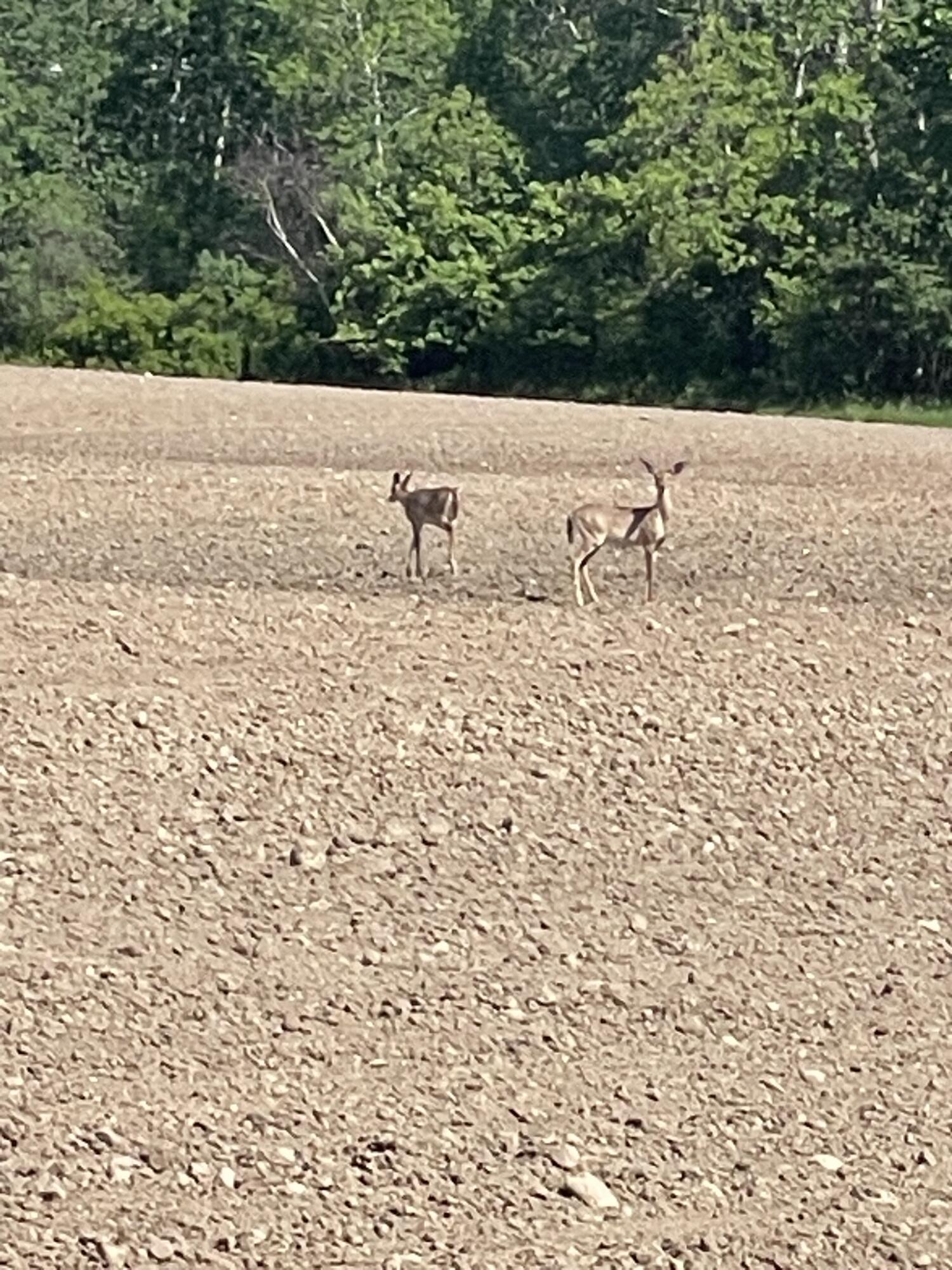 V/l Clareola Road Marion, MI 49665 - Photo 11 of 20 IMG_3551