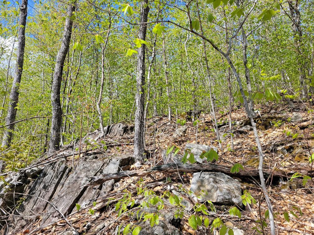 Lot 11 Swift River Road Byron, ME 04275 - Photo 7 of 72 photo_0bf149dd-1404-40de-8dfc-e9bcdd2812