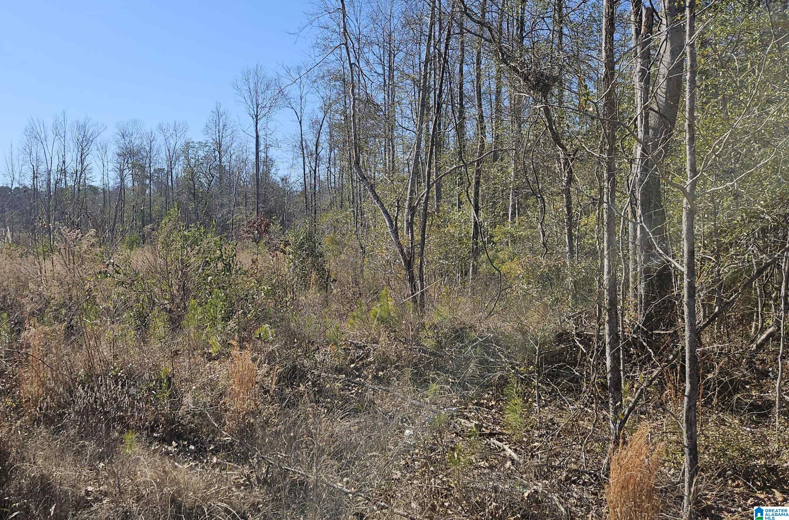 2 County Road 36, Unit 2 Randolph, AL 36792 - Photo 4 of 6