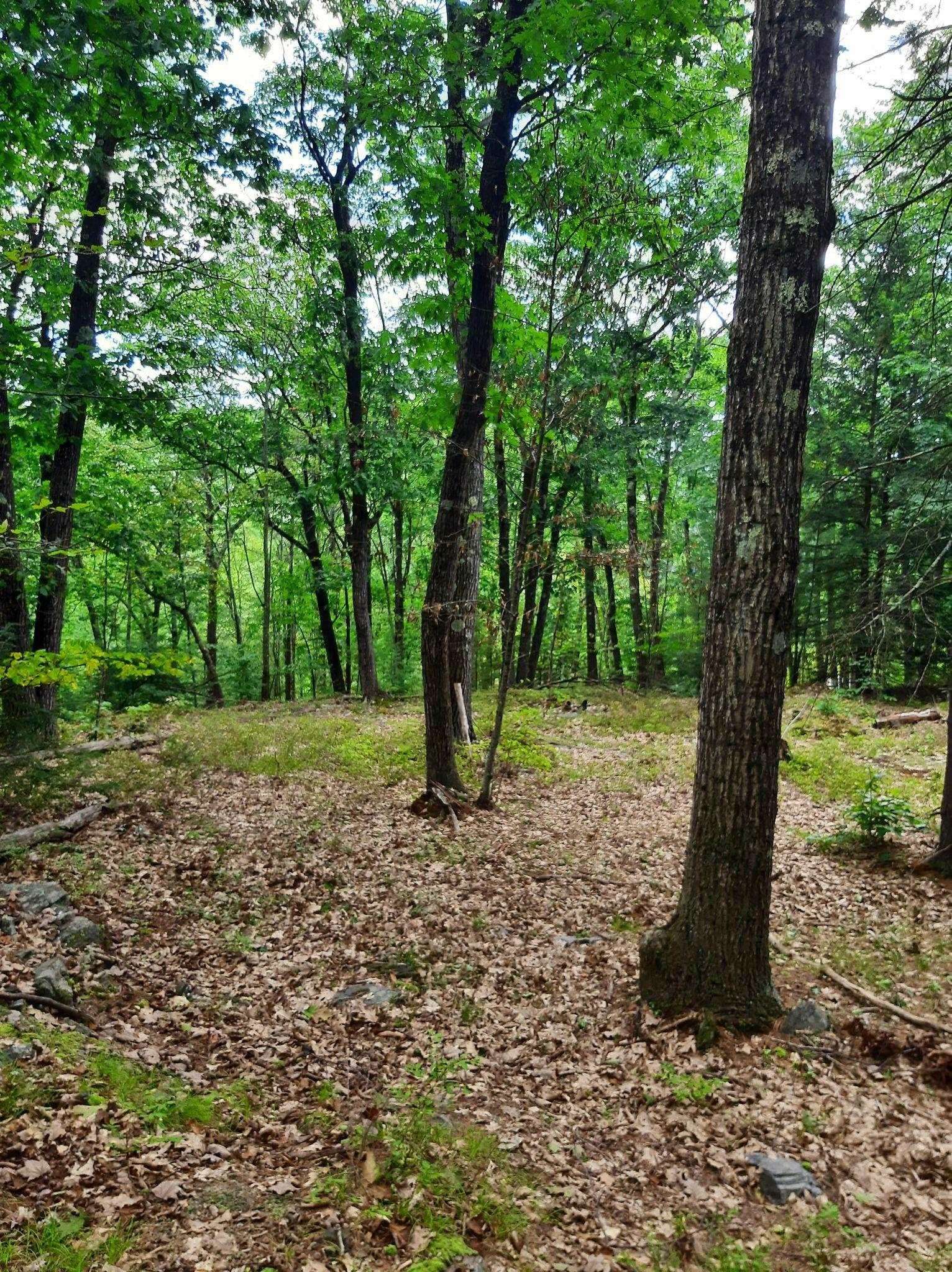 319 River Road South Putney, VT 05346 - Photo 15 of 16
