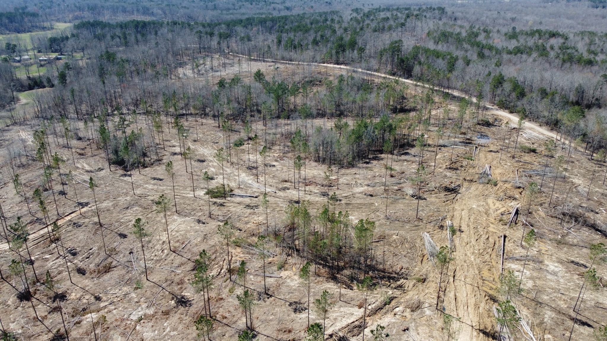 1 George Walter Road Bolivar, TN 38008 - Photo 11 of 16 a view of a dry yard with trees