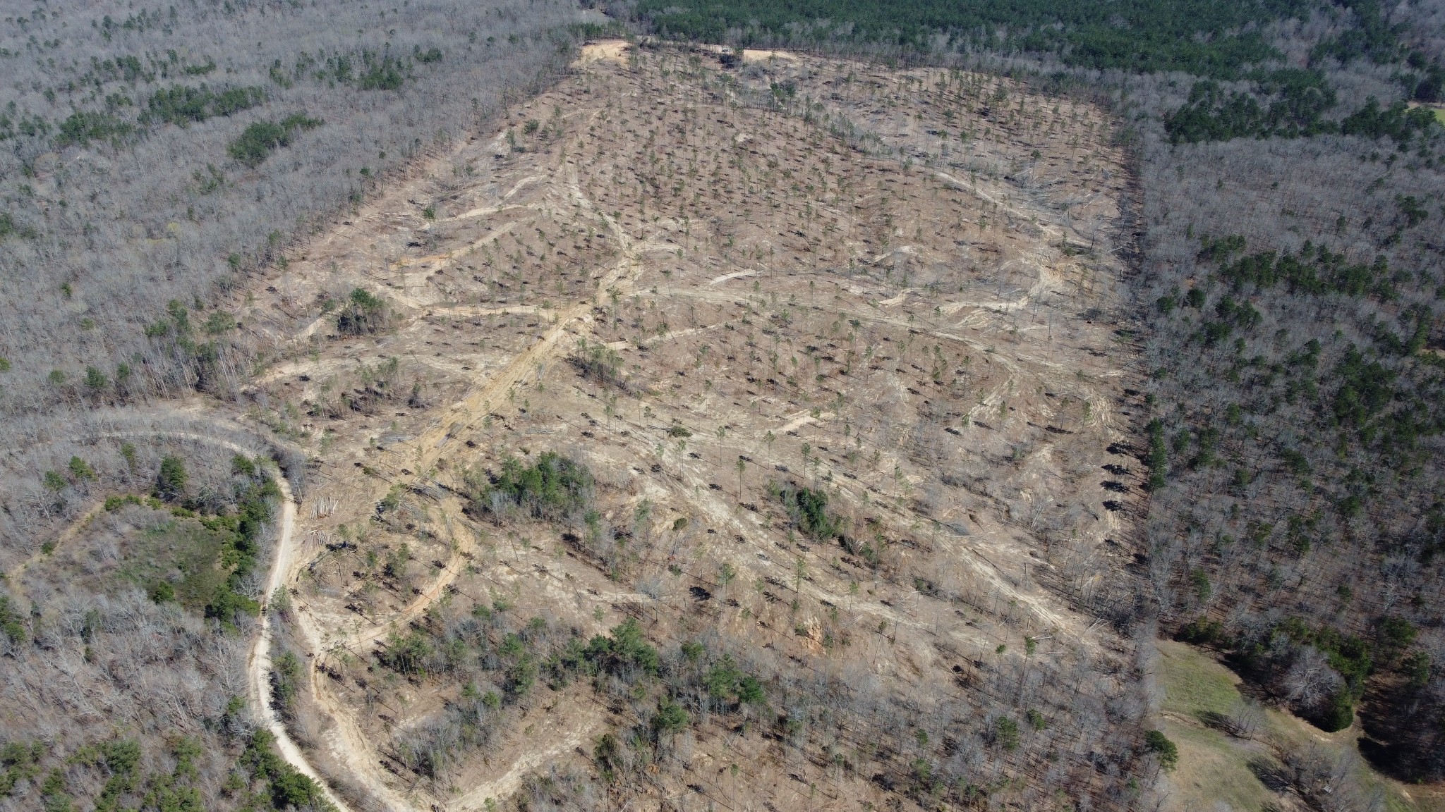 1 George Walter Road Bolivar, TN 38008 - Photo 3 of 16 a view of a dry yard with trees