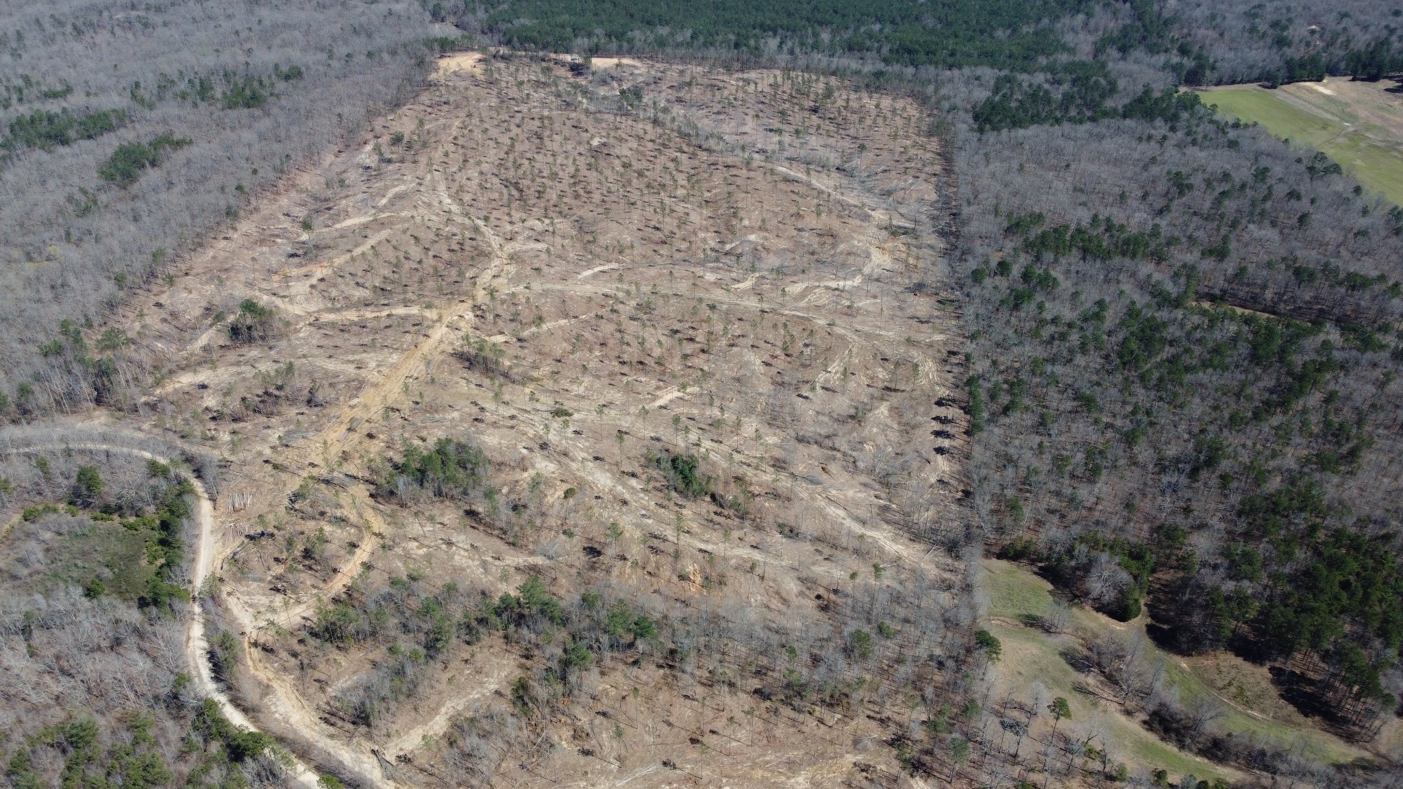 1 George Walter Road Bolivar, TN 38008 - Photo 4 of 16 a view of a dry yard with trees all around