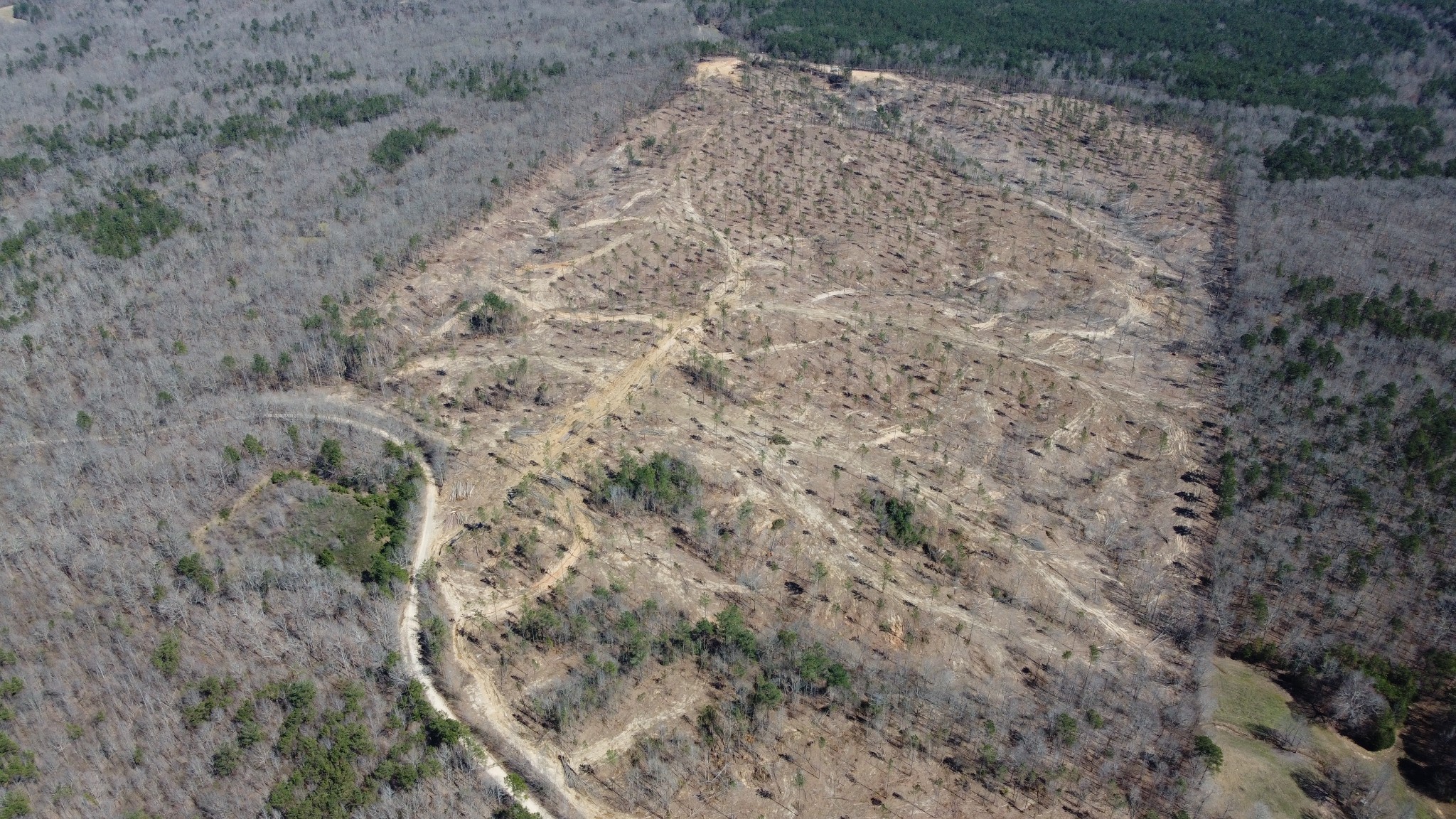 1 George Walter Road Bolivar, TN 38008 - Photo 5 of 16 a view of a dry yard with trees all around