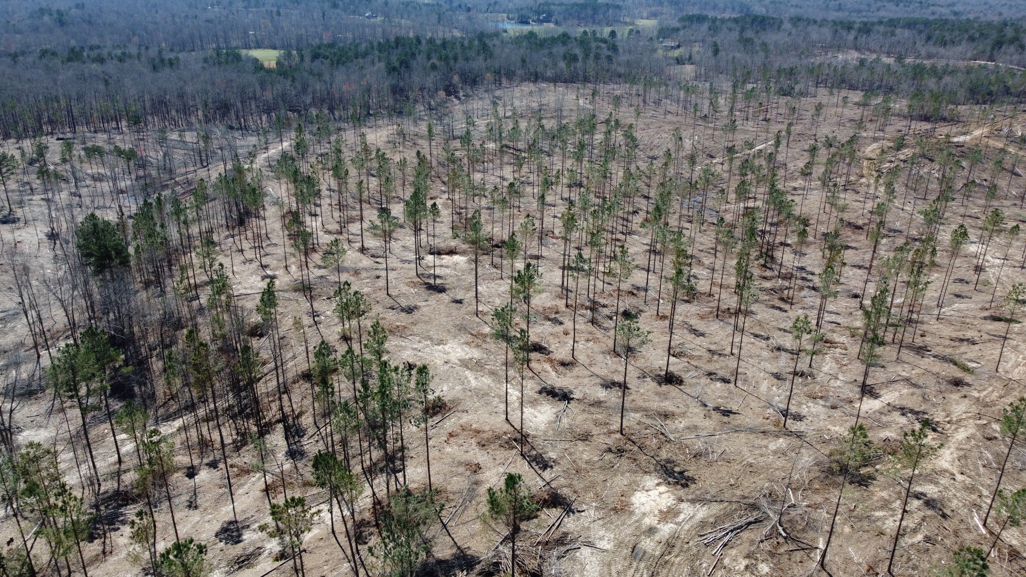 1 George Walter Road Bolivar, TN 38008 - Photo 7 of 16 a view of a dry yard