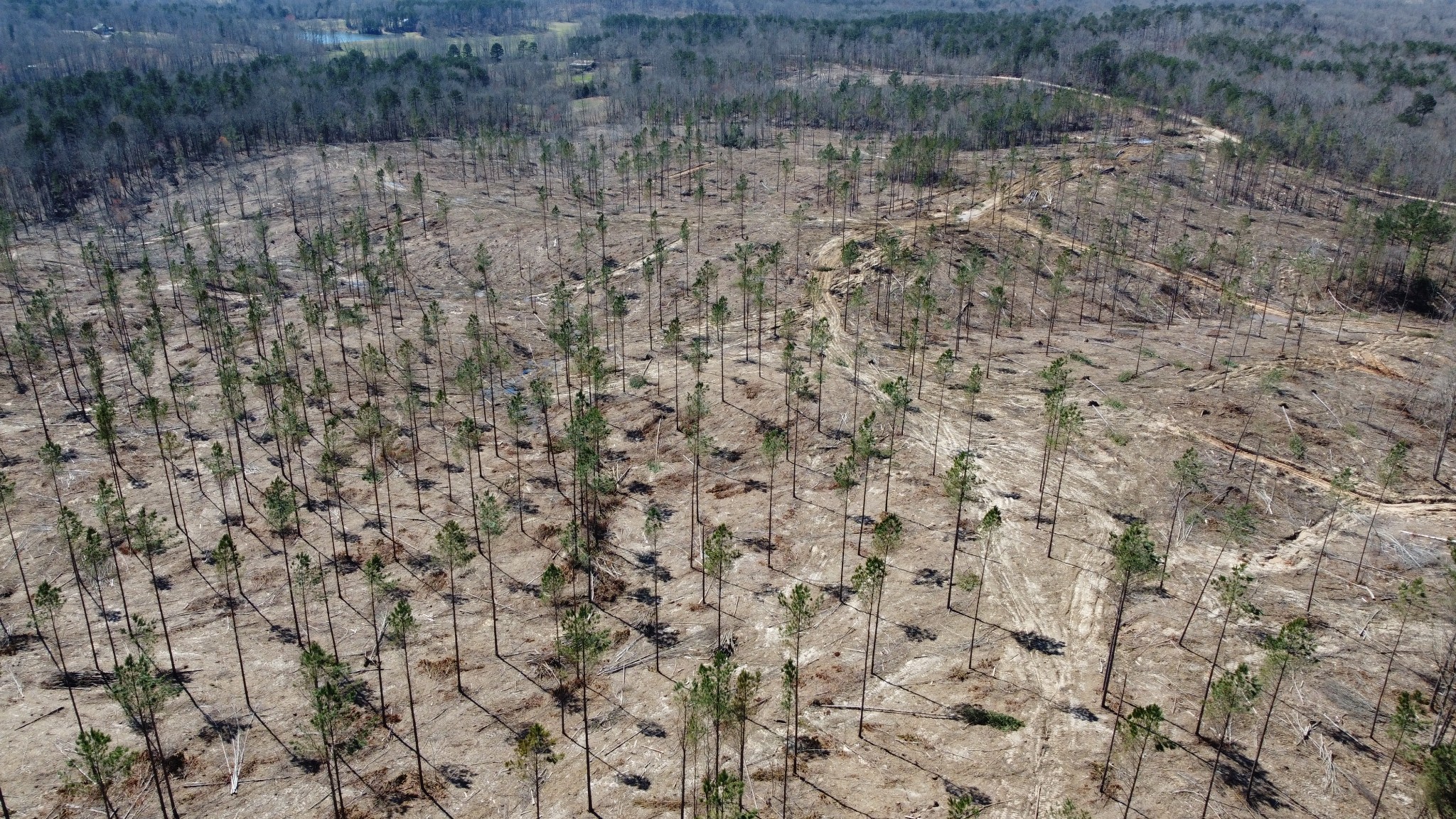 1 George Walter Road Bolivar, TN 38008 - Photo 8 of 16 a view of a dry yard
