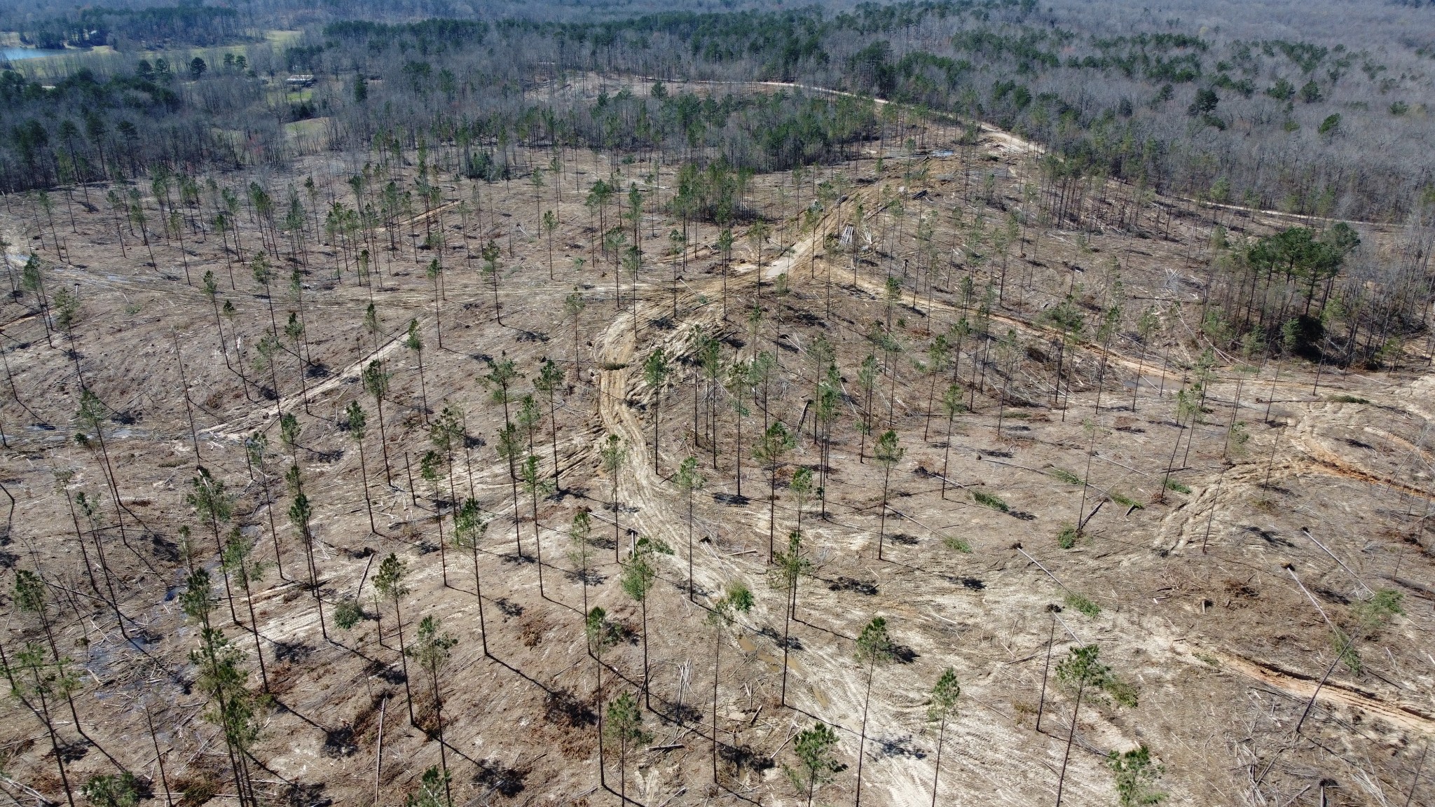 1 George Walter Road Bolivar, TN 38008 - Photo 9 of 16 a view of a dry yard with green space