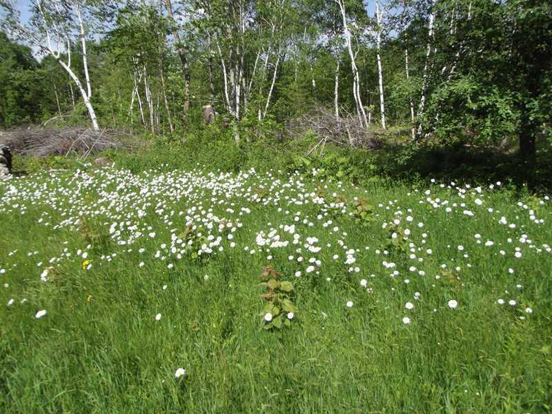334 Allen Hill Road Oxford, ME 04270 - Photo 29 of 29 Land.