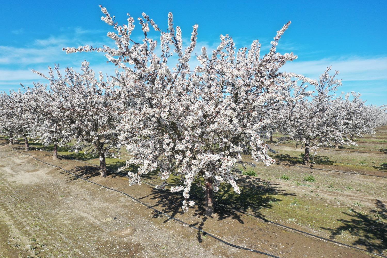 16452 South Marks Avenue Caruthers, CA 93609 - Photo 3 of 7 a picture of trees