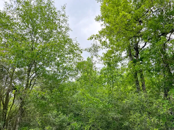 $230,112 | 0 Cravens Camp Road, Silsbee, TX 77656