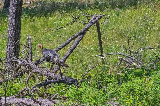 $76,500 | 1612 Palmer Lane, Chewelah, WA 99109