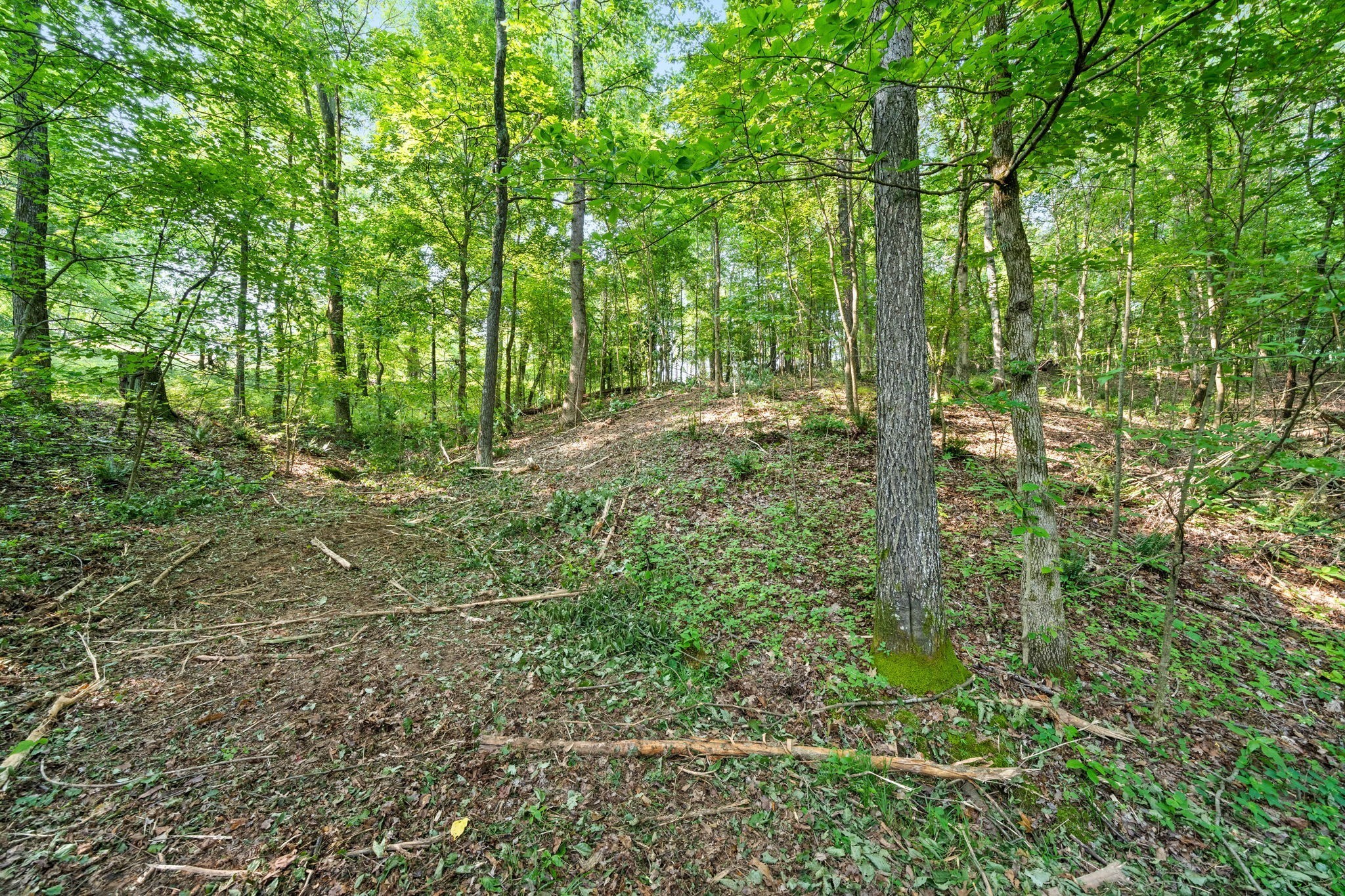 1 Herman Adams Road Erin, TN 37061 - Photo 11 of 49 Gallery Image 11