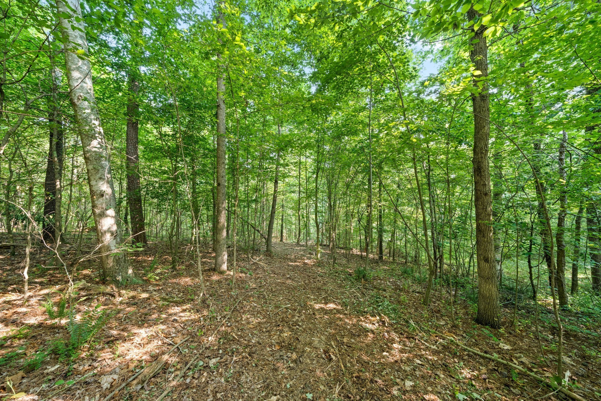 1 Herman Adams Road Erin, TN 37061 - Photo 23 of 49 Gallery Image 23