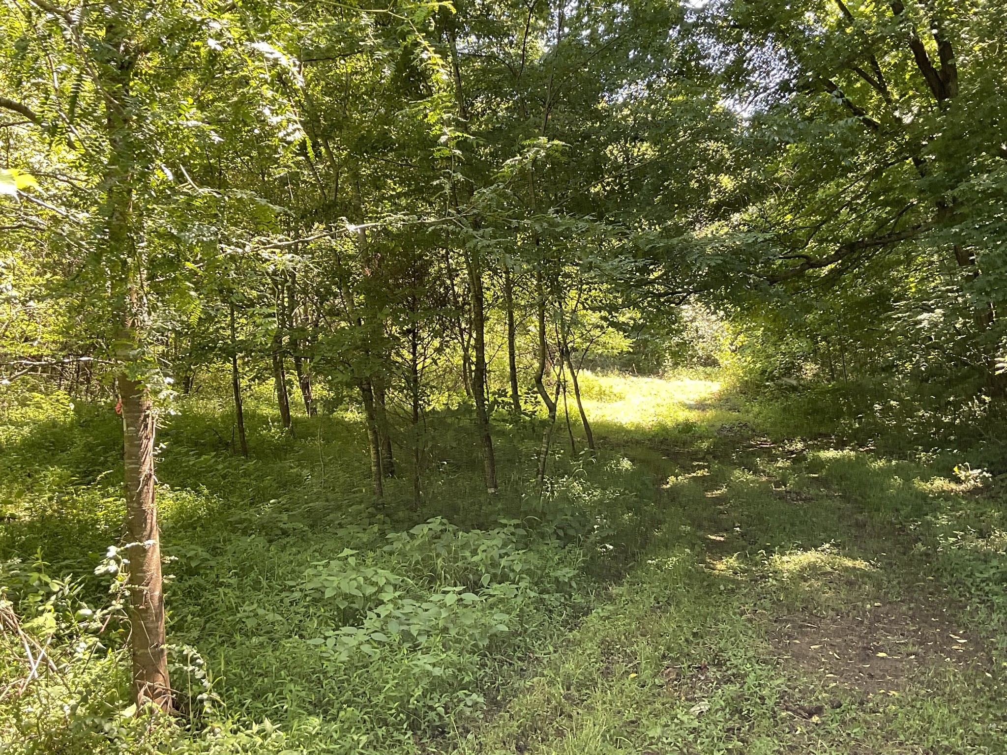 1 Herman Adams Road Erin, TN 37061 - Photo 44 of 49 Gallery Image 44