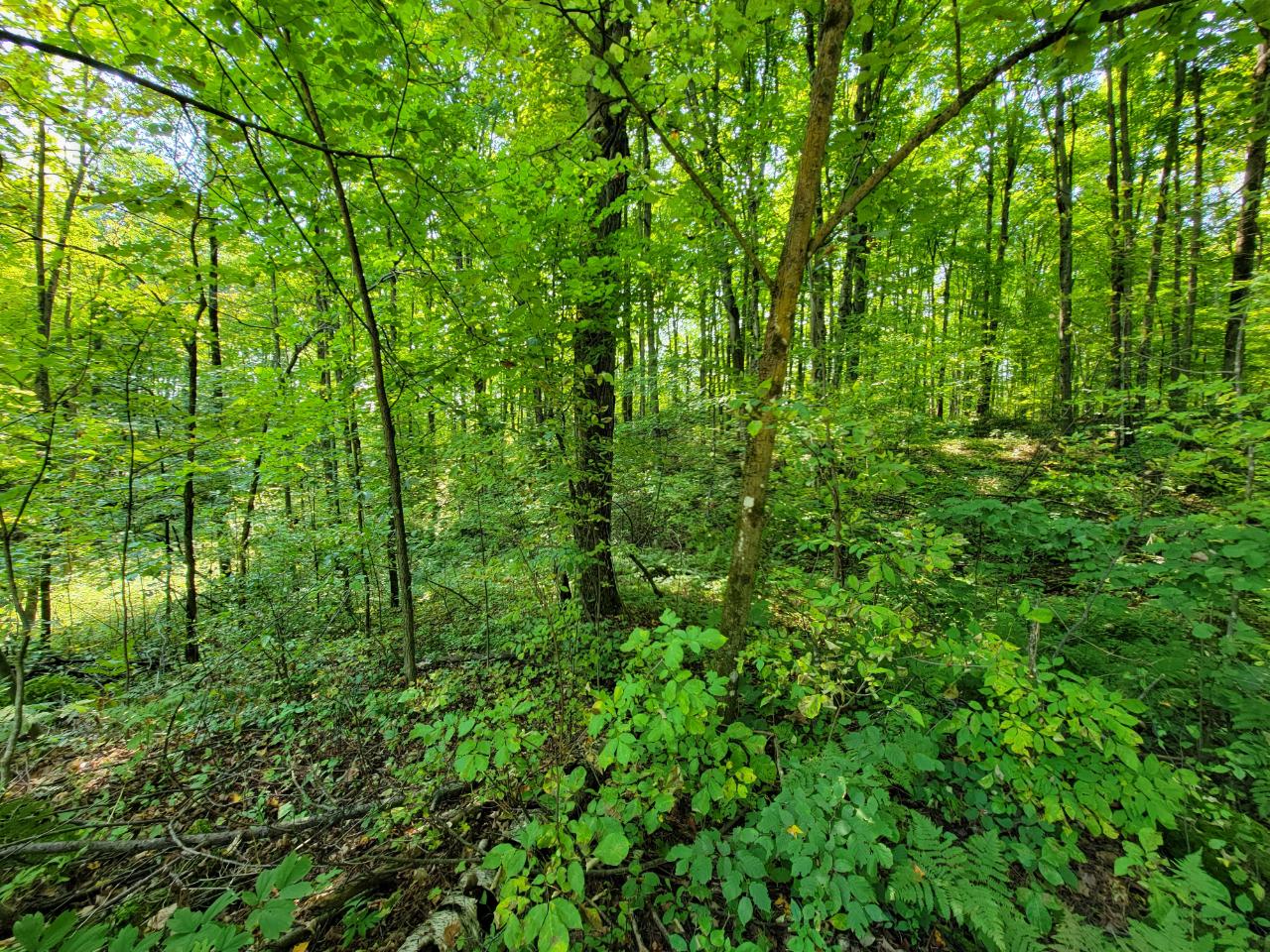N1534 Crestwood Road Antigo, WI 54409 - Photo 54 of 61 Gallery Image 54