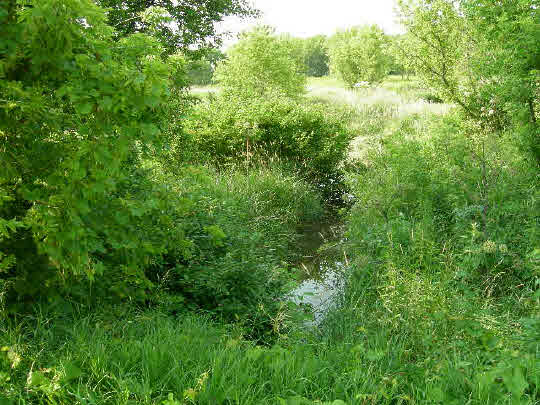 6338 Centerville Road Poplar Grove, IL 61065 - Photo 3 of 6 a view of a lush green forest