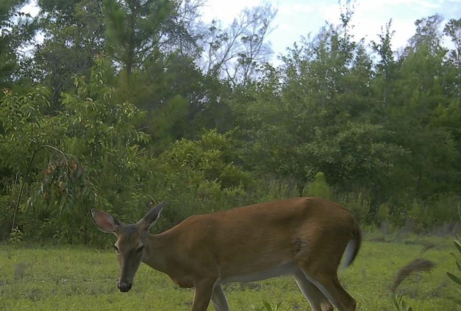 Southwest Scotts Ferry Road Youngstown, FL 32466 - Photo 7 of 37 Gallery Image 7