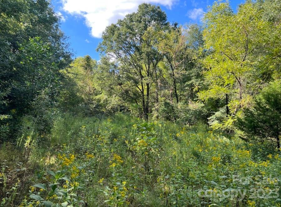 Tbd Racepath Church Road Mooresboro, NC 28114 - Photo 6 of 15 a view of a lush green forest