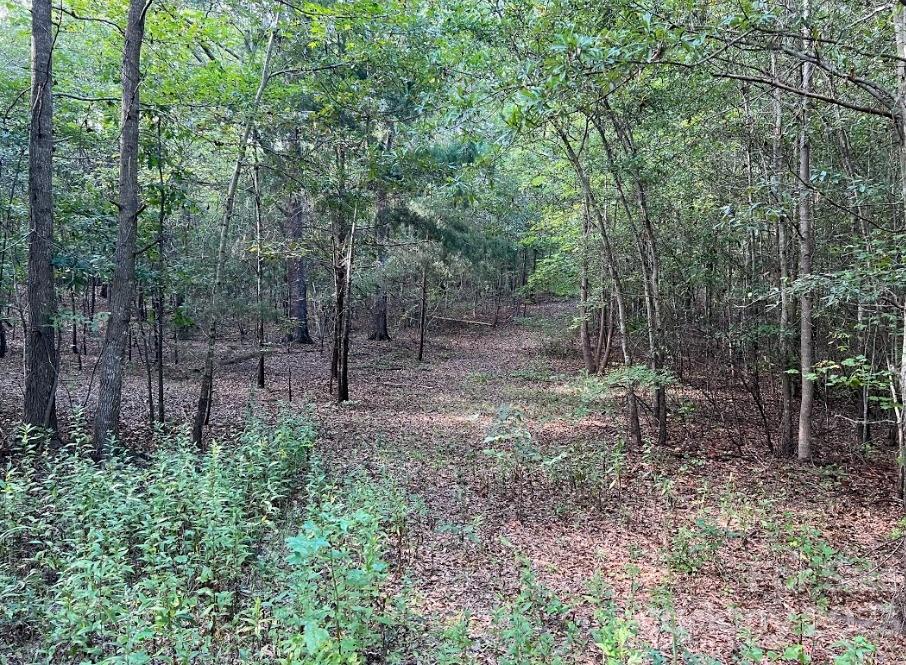 Tbd Racepath Church Road Mooresboro, NC 28114 - Photo 7 of 15 a view of a forest filled with trees