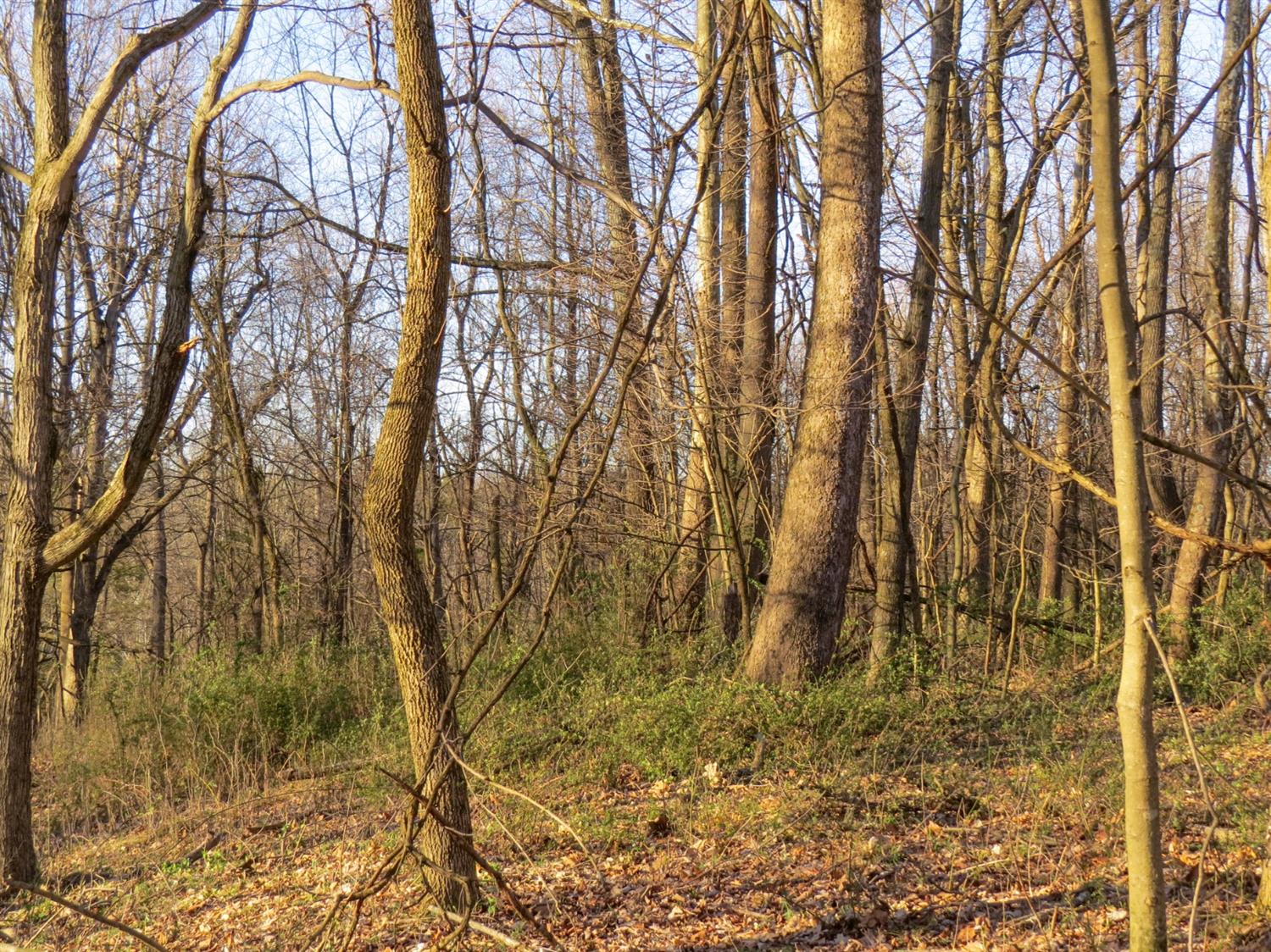 0 Aberdeen Road Bennington, IN 47011 - Photo 11 of 14