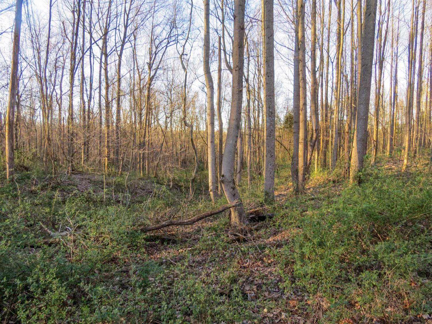0 Aberdeen Road Bennington, IN 47011 - Photo 10 of 14