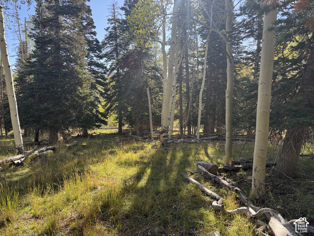 1022 Dry Lakes Road, Unit 12 Brian Head, UT 84719 - Photo 5 of 16 Mature trees, dense foliage, natural ground cover, varied tree species, sun-dappled landscape