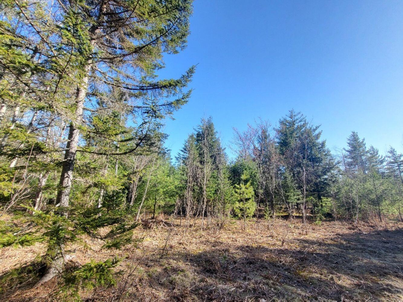 Lot 18 L15-3 Coburn Road Carthage, ME 04224 - Photo 5 of 16 20240422_170829_resized_result