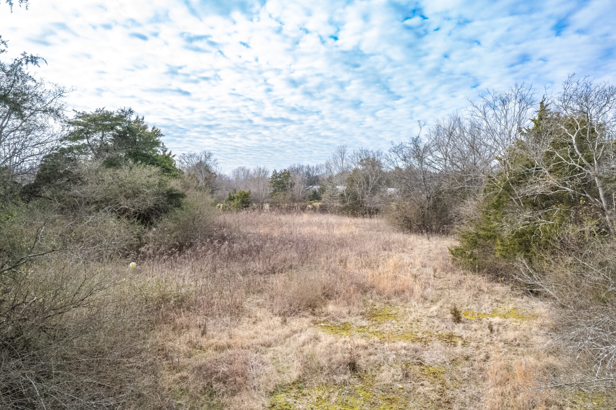 1916 Word Road Lewisburg, TN 37091 - Photo 61 of 69 a view of a dry yard with trees
