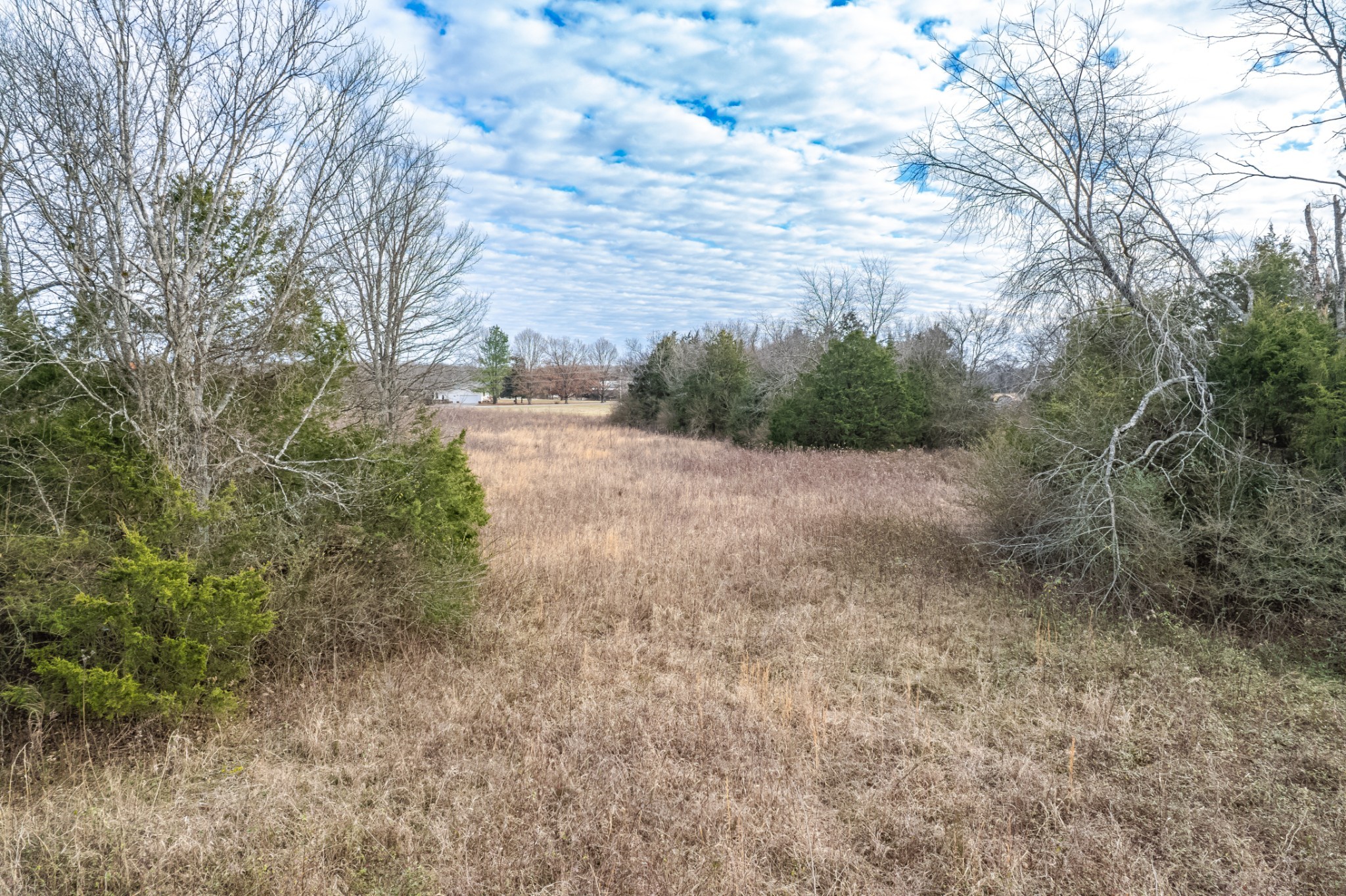 1916 Word Road Lewisburg, TN 37091 - Photo 66 of 69 a view of a forest with trees in the background