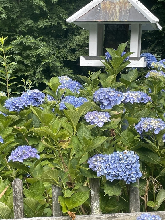 84 Vaughn Hill Road Bolton, MA 01740 - Photo 38 of 40 a view of a flower in a garden