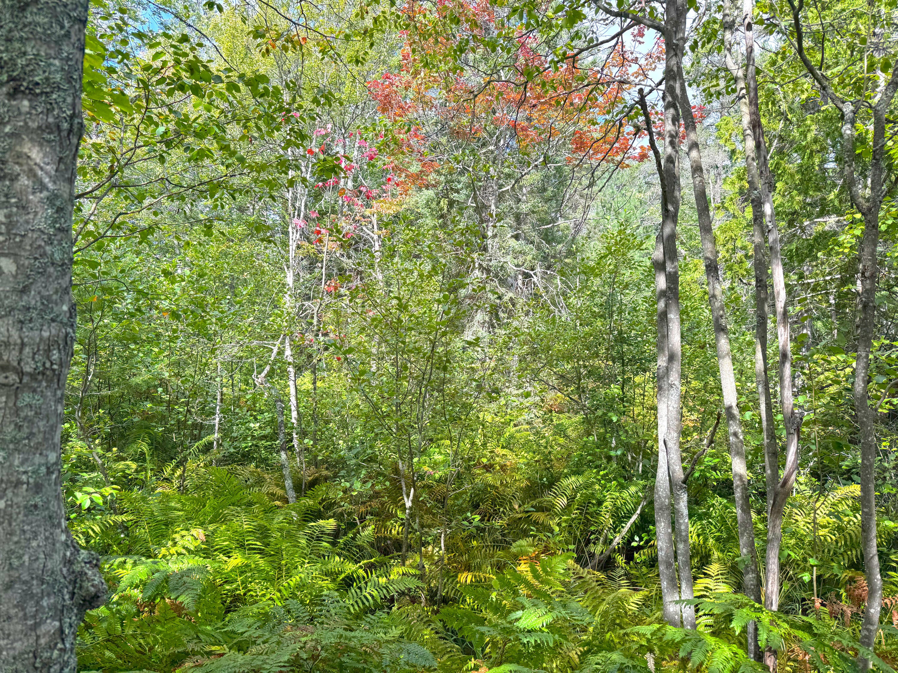 14599 North Whitefish Point Road Paradise, MI 49768 - Photo 6 of 14 Gallery Image 6