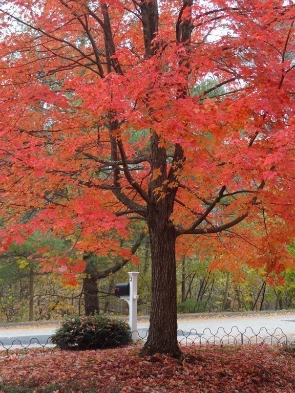 3 Tanglewood Road Walpole, MA 02032 - Photo 21 of 26