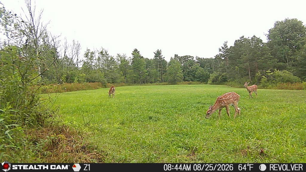 Old Bald Hill Road Hemlock, NY 14466 - Photo 11 of 16 Gallery Image 11