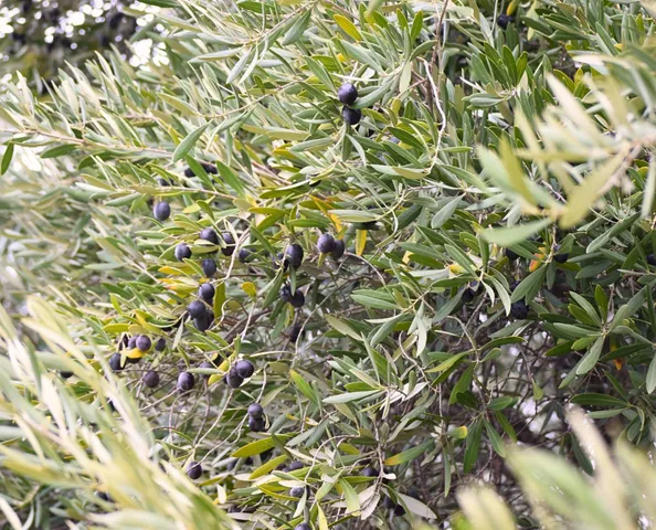 $150,000 | 1327 12th Street, Oroville, CA 95965