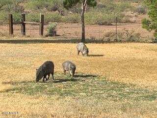 4207 South Permenter Road Willcox, AZ 85643 - Photo 5 of 17 IMG_6958