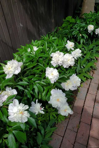 a patio with table and chairs and potted plants