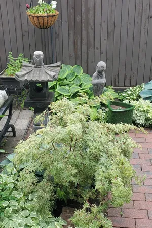 a potted plant sitting in front of a wooden fence