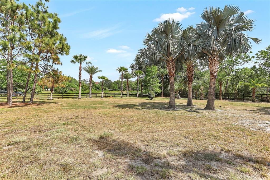 13124 Filly Court Windermere, FL 34786 - Photo 38 of 50 a view of yard with palm trees