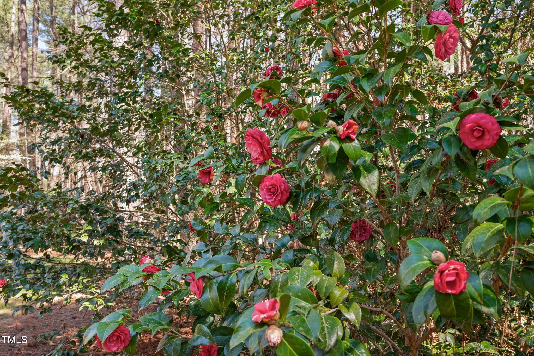 7917 Blaney Franks Road Apex, NC 27539 - Photo 40 of 50