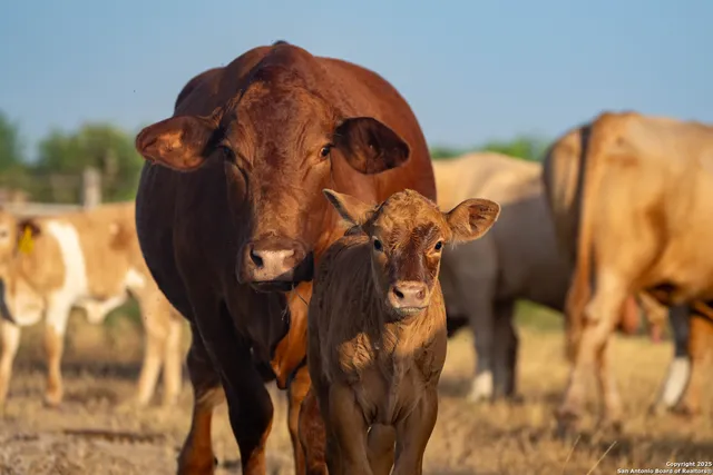 $2,728,800 | 1118 County Road 2220E, Kingsville, TX 78363