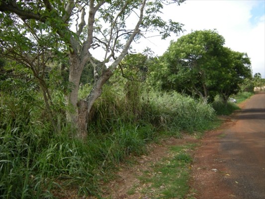 30 F Moa Road Kapaa, HI 96746 - Photo 1 of 6 a view of a lush green forest with lots of trees