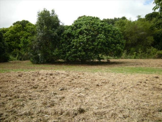 30 F Moa Road Kapaa, HI 96746 - Photo 5 of 6 a view of a field with an trees in the background
