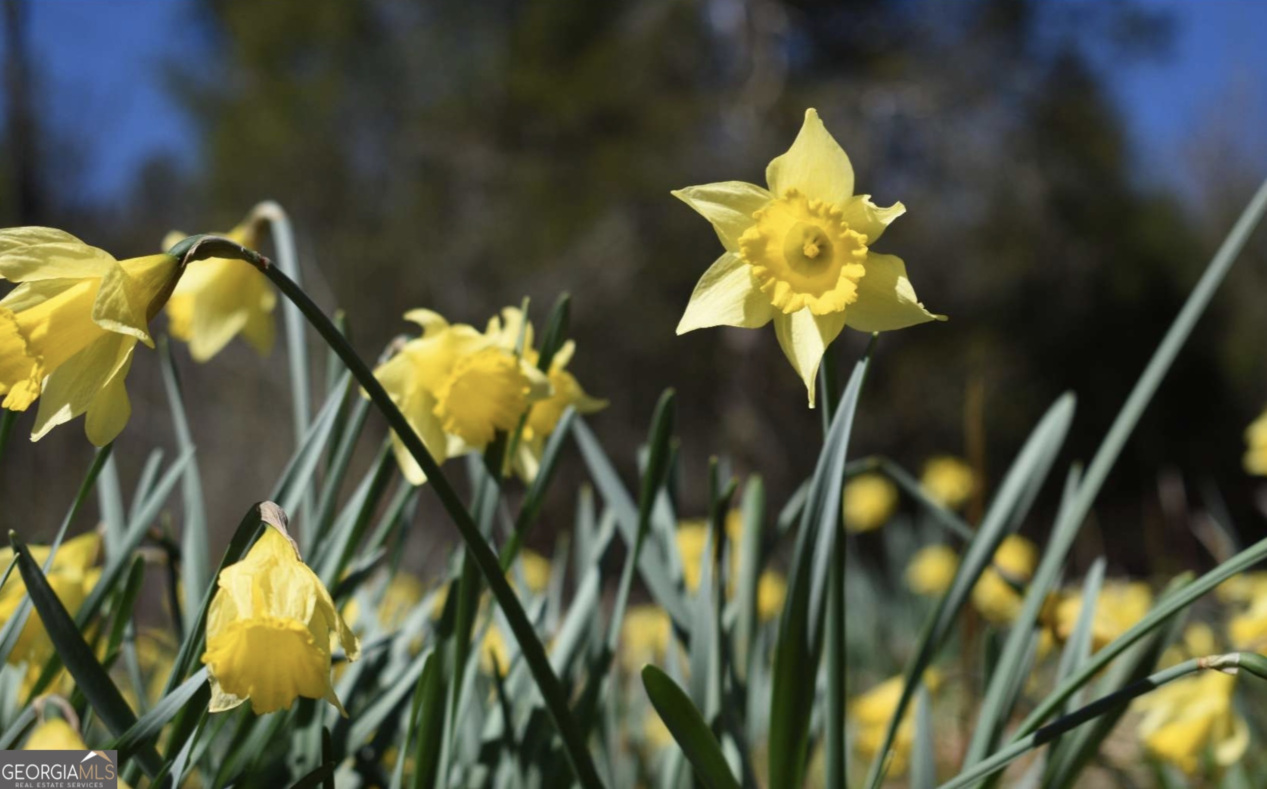 Lot 11 Haven Way Blue Ridge, GA 30513 - Photo 12 of 36