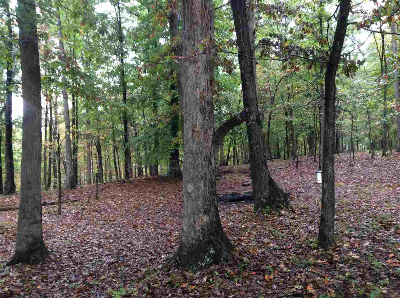 4003 Ruth Road Madison, VA 22727 - Photo 34 of 38 a view of a forest with trees