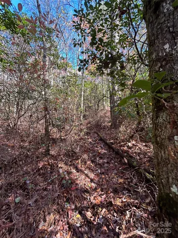 a view of a forest with lots of trees