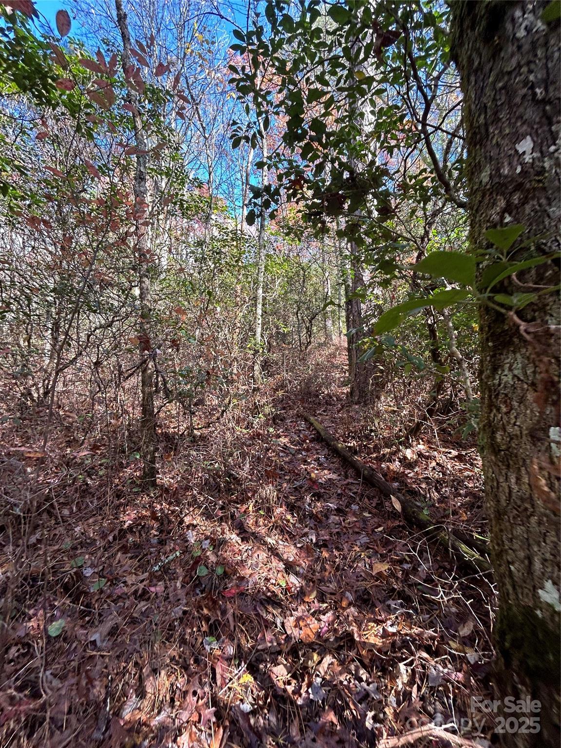 Lot 3-and Oriole Road Brevard, NC 28712 - Photo 3 of 7 a view of a forest with lots of trees