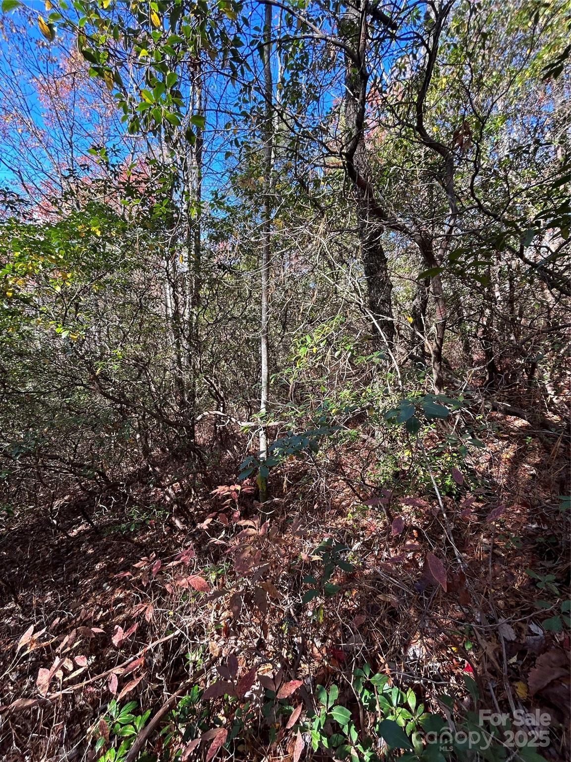 Lot 3-and Oriole Road Brevard, NC 28712 - Photo 4 of 7 a view of a forest with a tree
