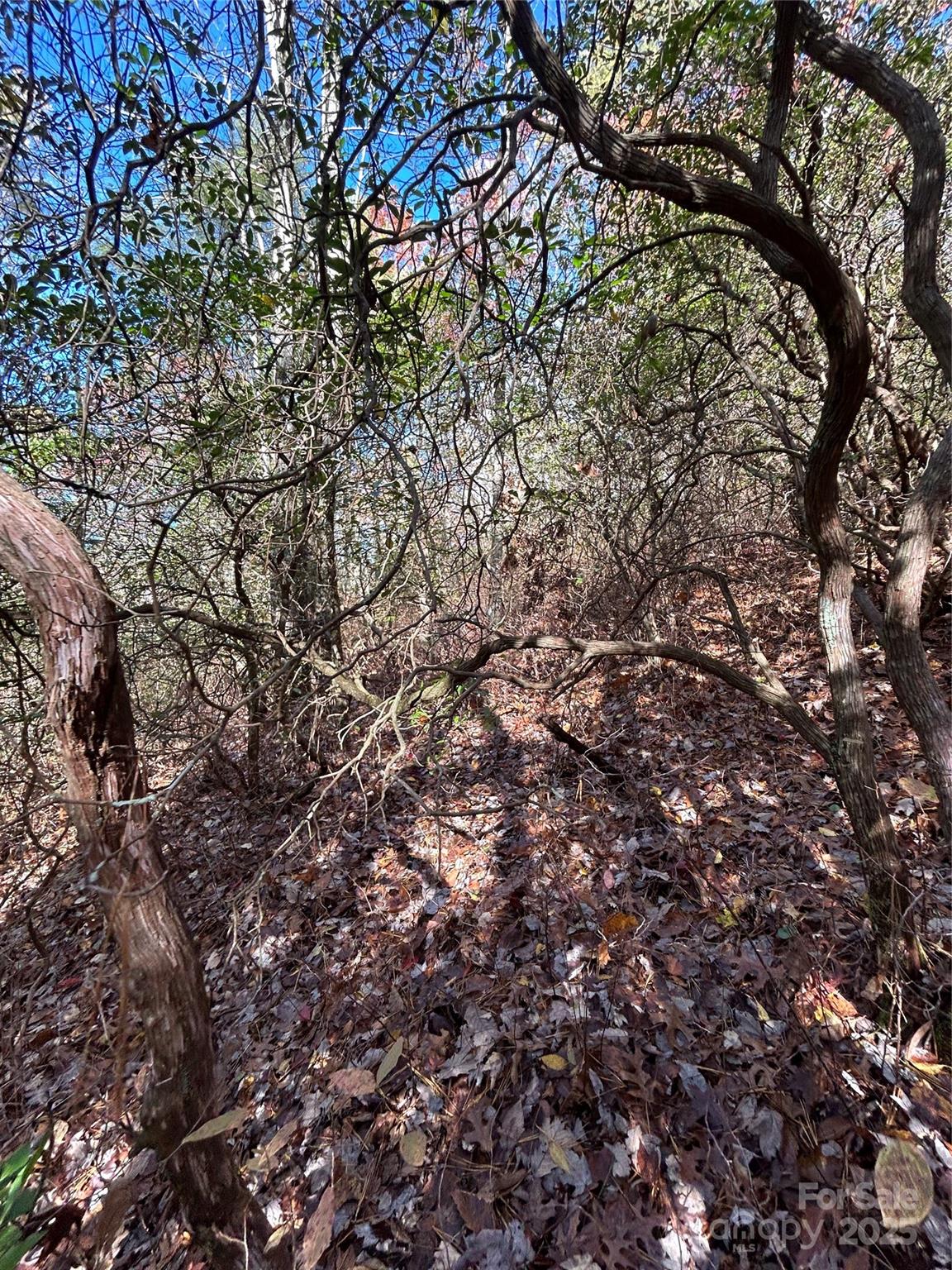 Lot 3-and Oriole Road Brevard, NC 28712 - Photo 5 of 7 a view of a tree