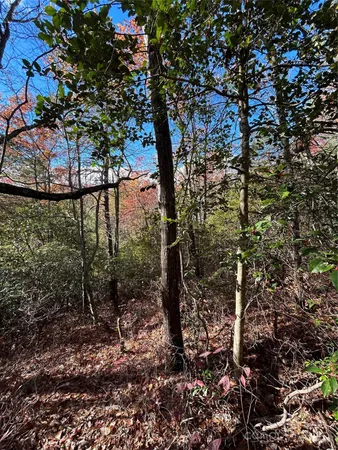 a view of a trees in a yard